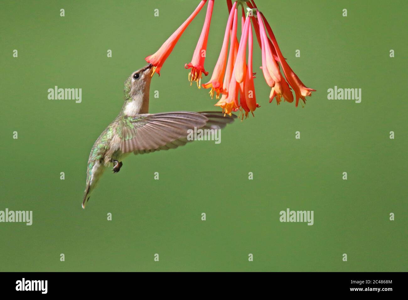 La femelle Archilochus colubris, colibri à gorge rubis, se nourrissant des fleurs de chèvrefeuille en été Banque D'Images