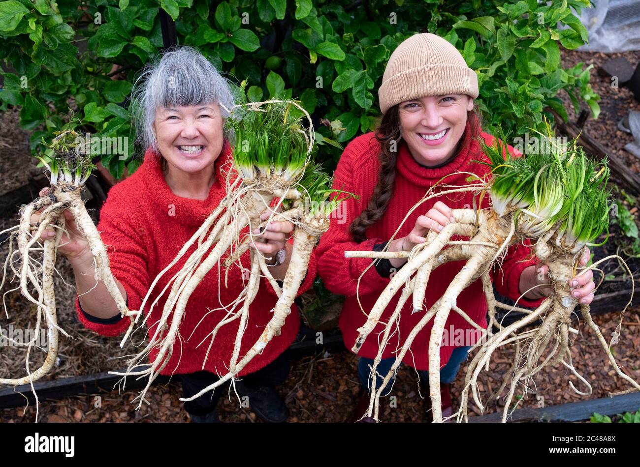 Deux agricultrices biologiques portent toutes les deux des chandails rouges, avec une récolte fraîchement coupée de raifort Banque D'Images