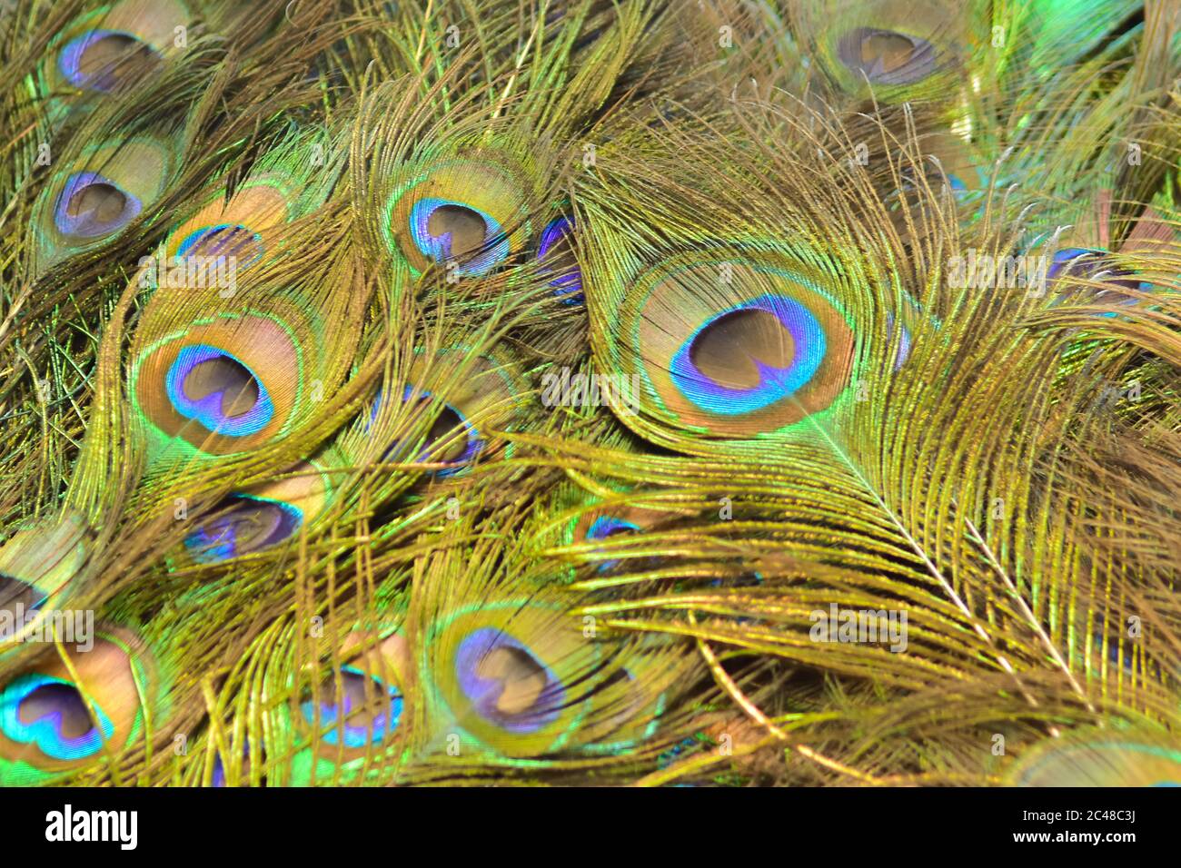 Les modèles colorés de milliers d'oiseaux magnifiques. Banque D'Images