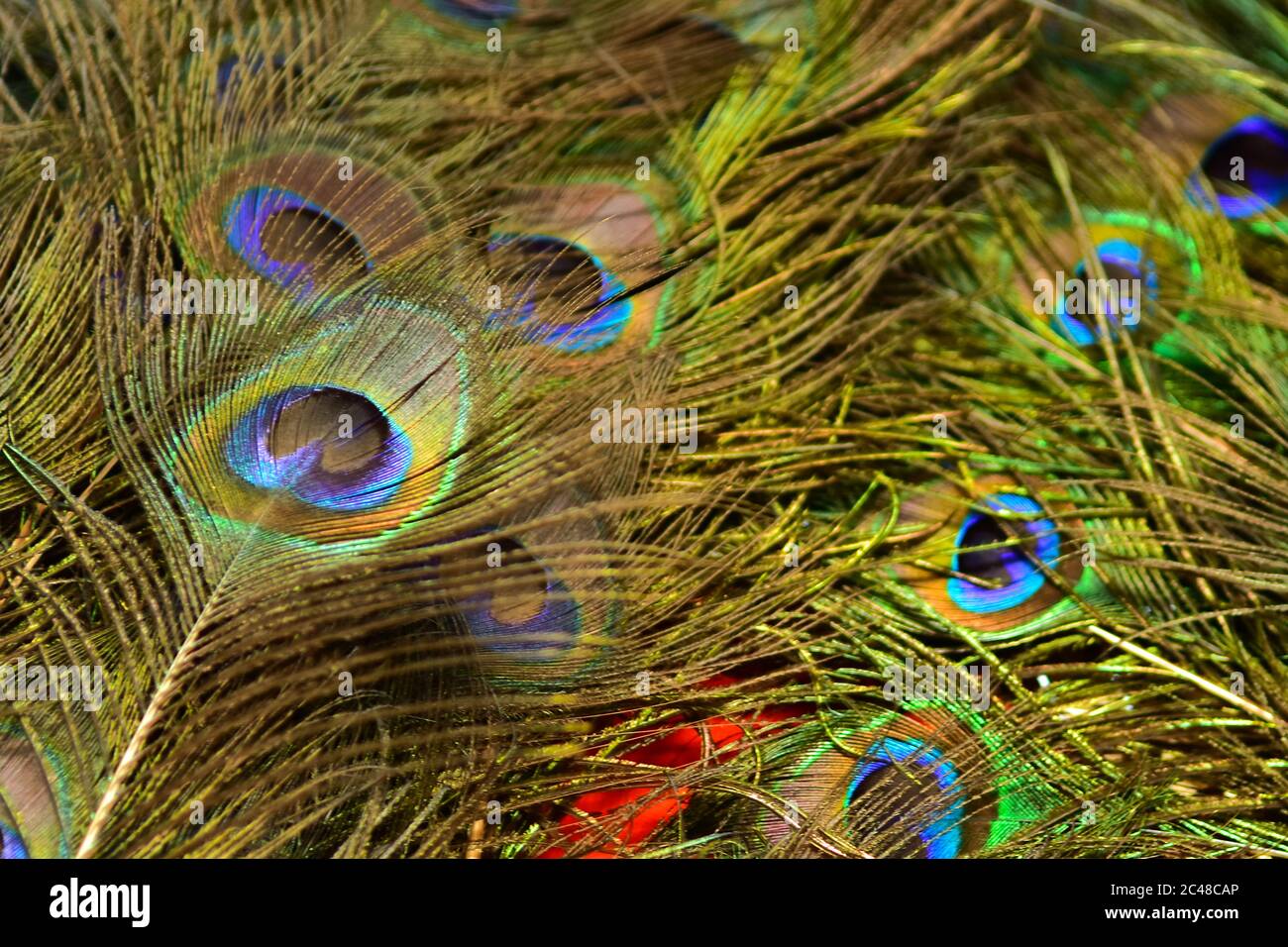 Les modèles colorés de milliers d'oiseaux magnifiques. Banque D'Images