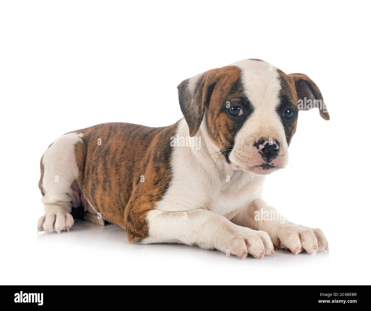 Chiot bouledogue américain in front of white background Banque D'Images