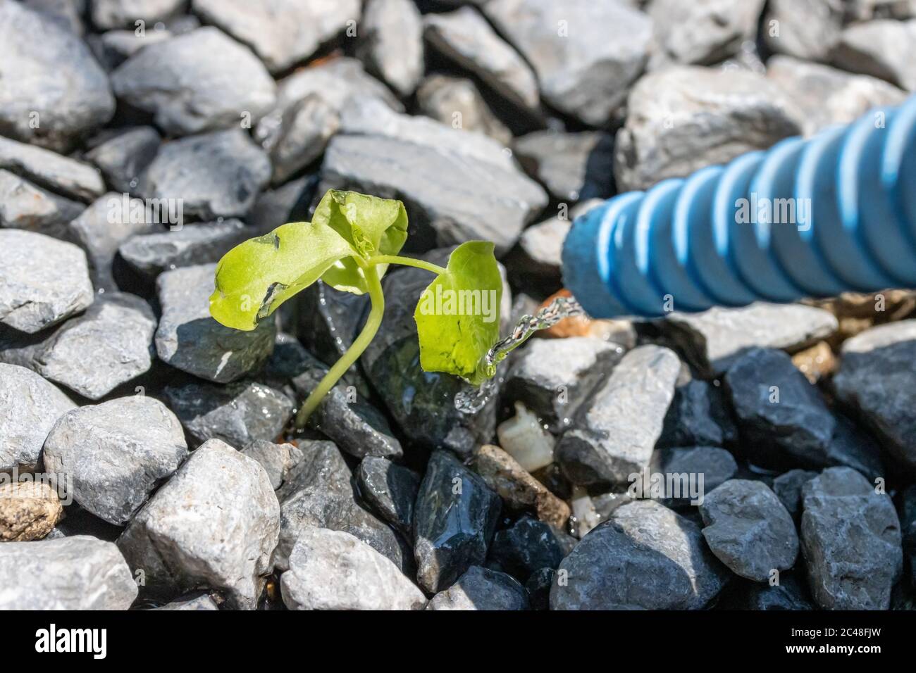 Un arrosage une plante solitaire qui grandit entre des pierres avec un petit ruisseau d'eau, à la journée ensoleillée, gros plan. Une dernière goutte d'eau coule du tuyau sur un germe Banque D'Images