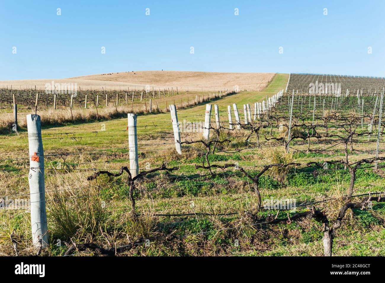 Les vignes se sont taillées en arrière pour l'hiver sur les collines vallonnées d'un établissement viticole de Hunter Valley en Nouvelle-Galles du Sud, en Australie. Banque D'Images