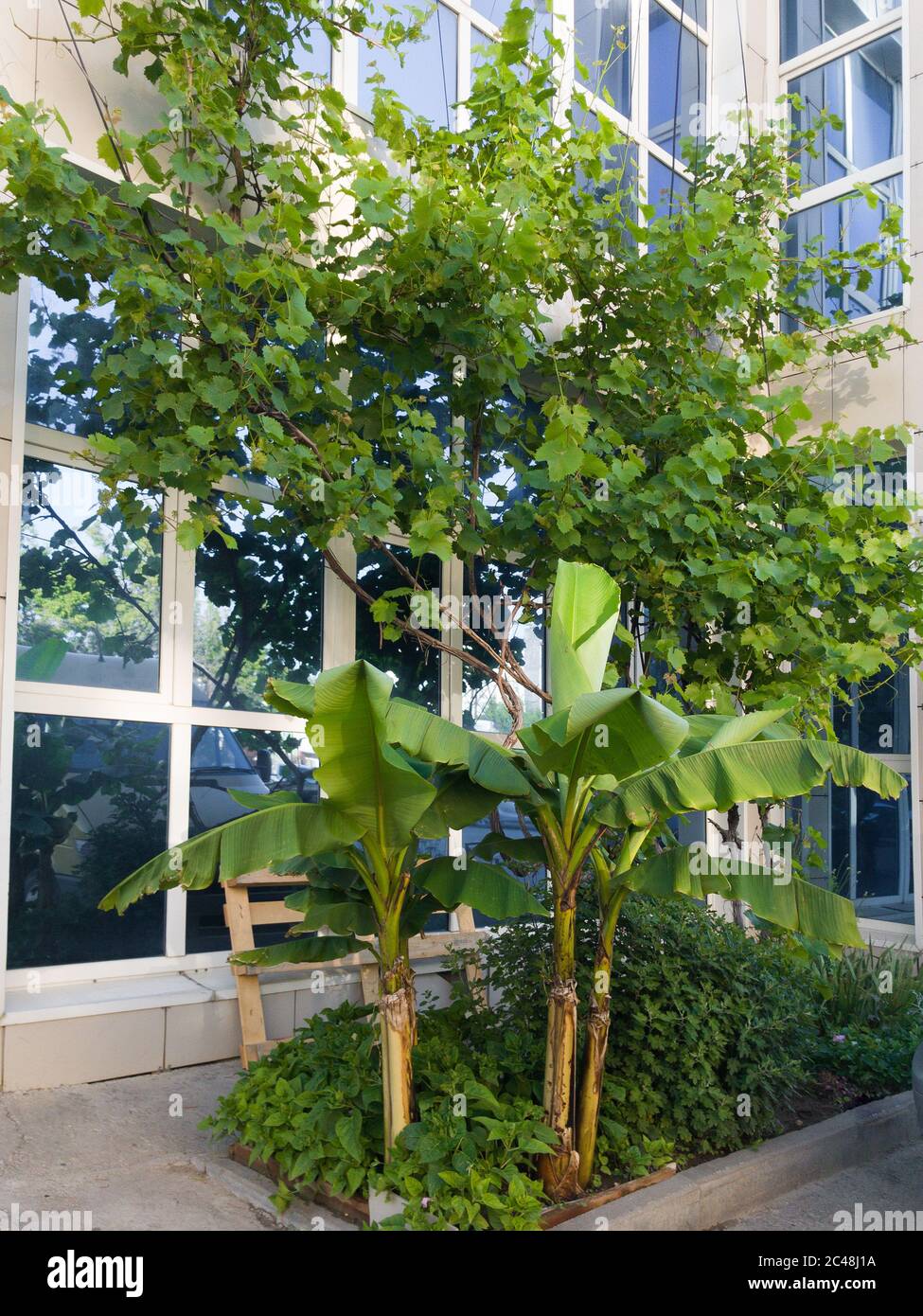 pelouse de maison avec liana de vigne et bananes Banque D'Images