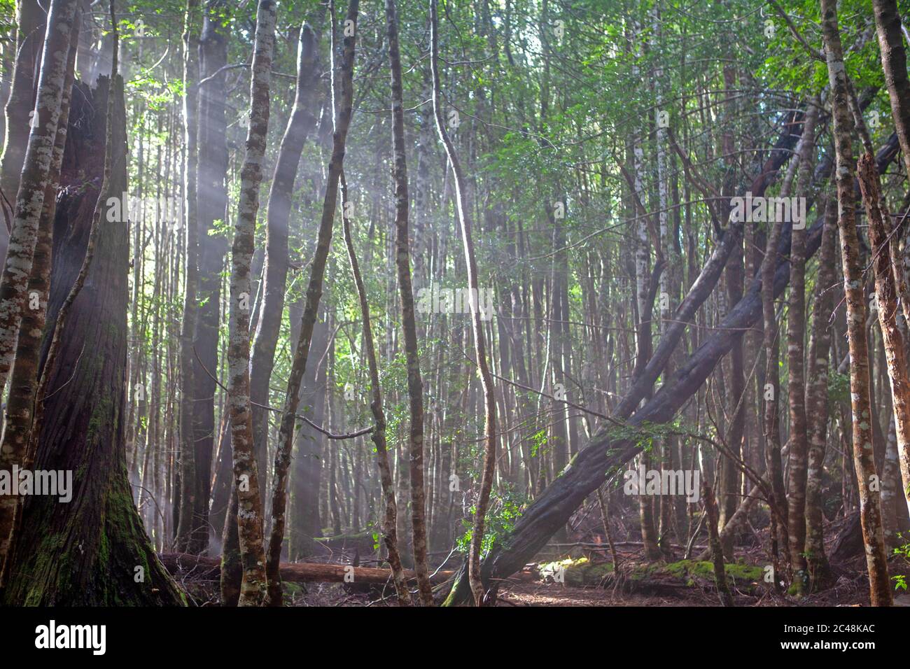 Forêt tropicale le long de la voie d'Overland Banque D'Images
