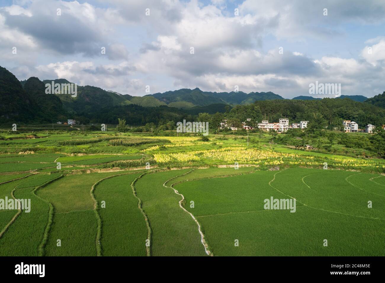 vue aérienne de la scène de champs de riz vert dans un village agricole Banque D'Images