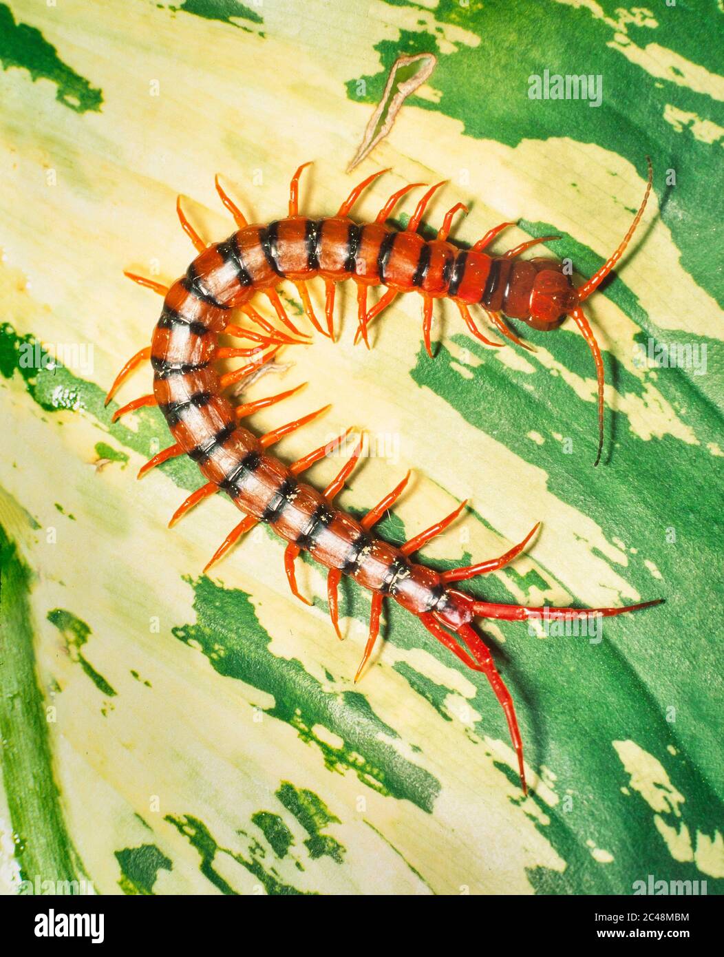 Centipede tropical, Malaysia.Scolopendra dehaani, communément trouvé dans les plantations de palmiers à huile Banque D'Images