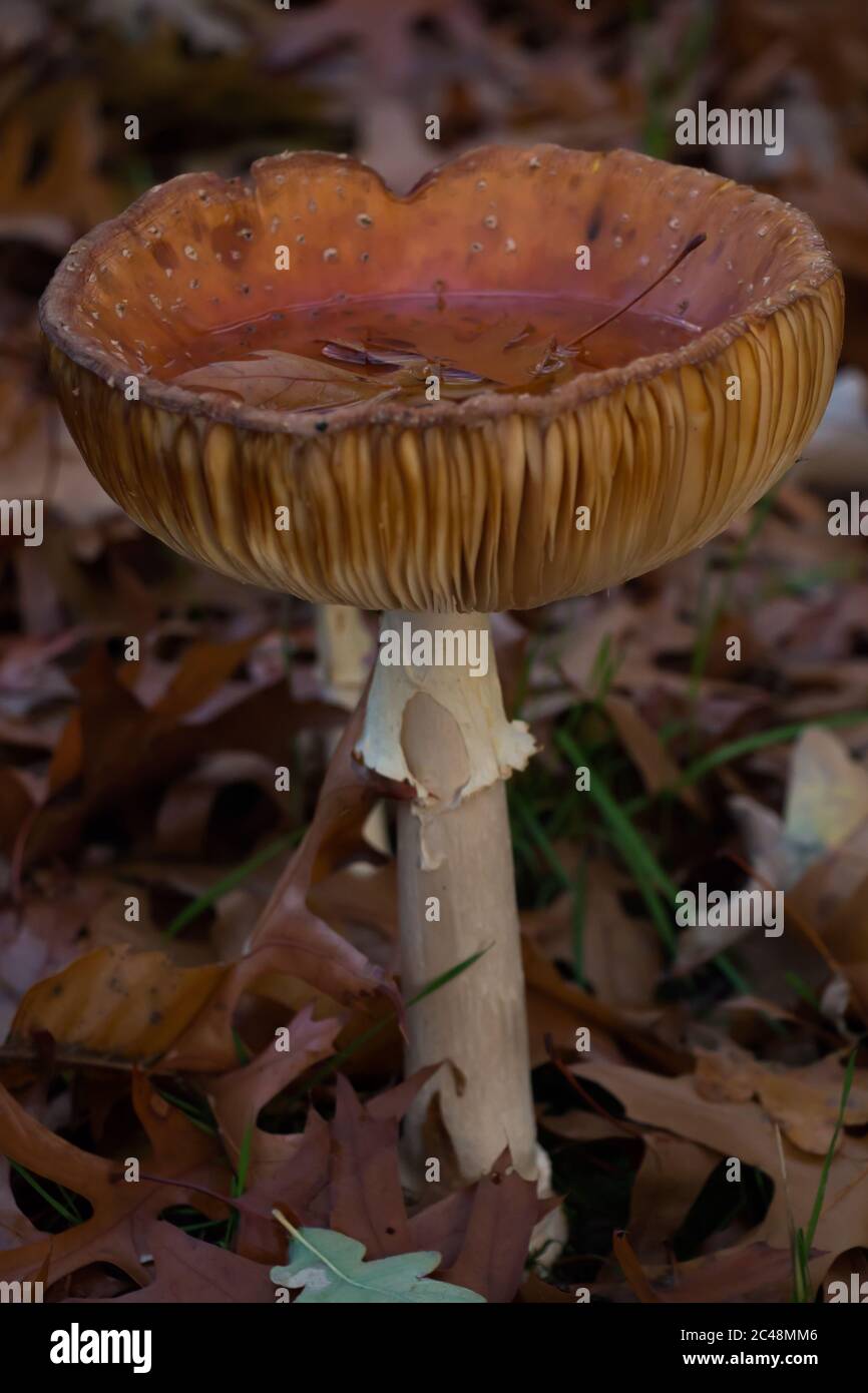 La mouche agarique surmûre (Amanita muscaria) formant un calice naturel tenant l'eau après une pluie Banque D'Images