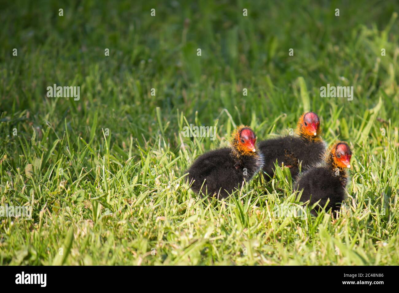 Trois poussins de cotiers eurasiens (Fulica atra) qui se tentalent dans l'herbe Banque D'Images