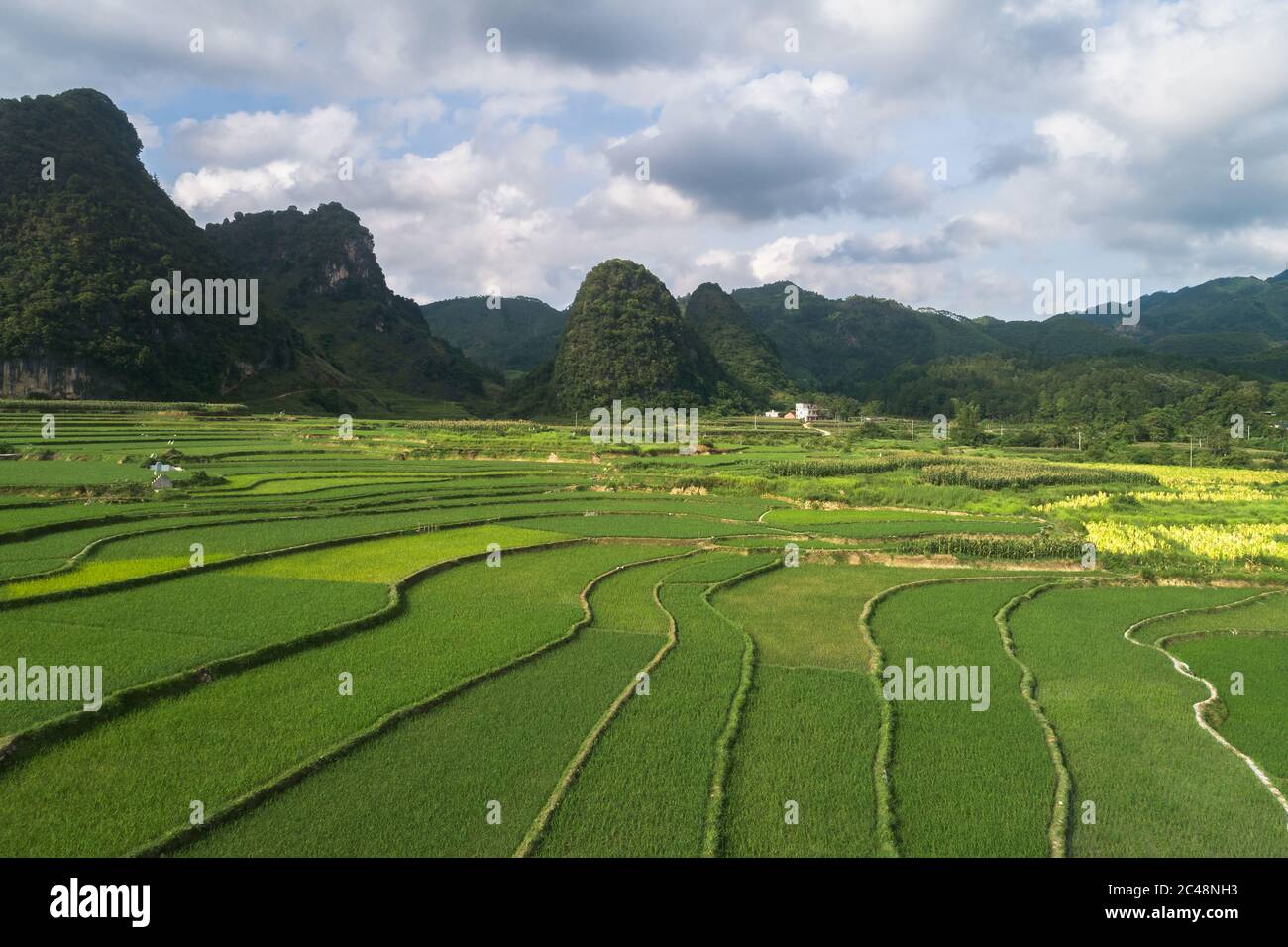 vue aérienne de la scène de champs de riz vert dans un village agricole Banque D'Images