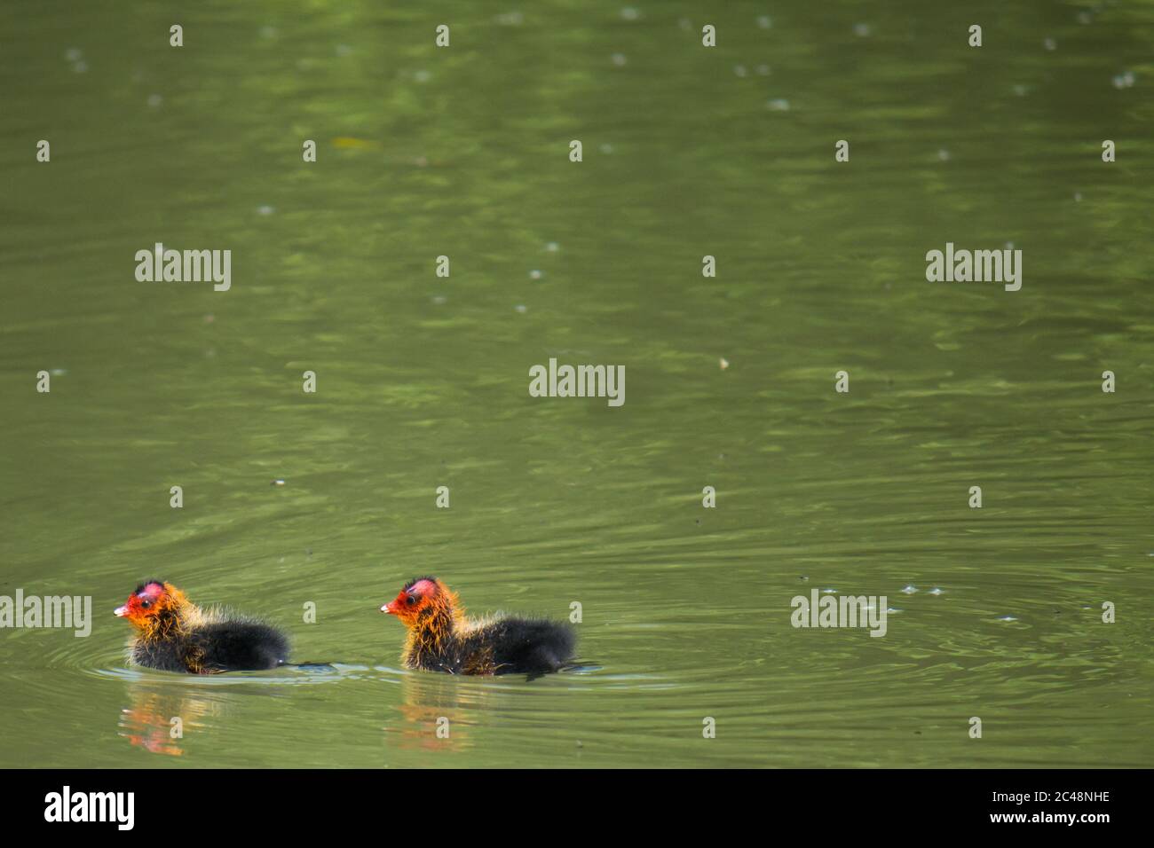 Deux poussins de cuisine commune (Fulica atra) nageant dans l'eau Banque D'Images
