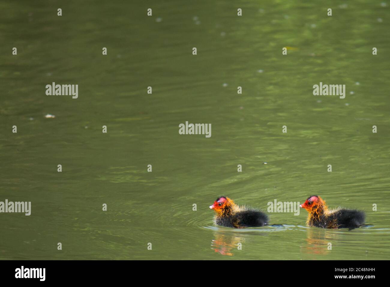 Deux poussins de cuisine commune (Fulica atra) nageant dans l'eau Banque D'Images