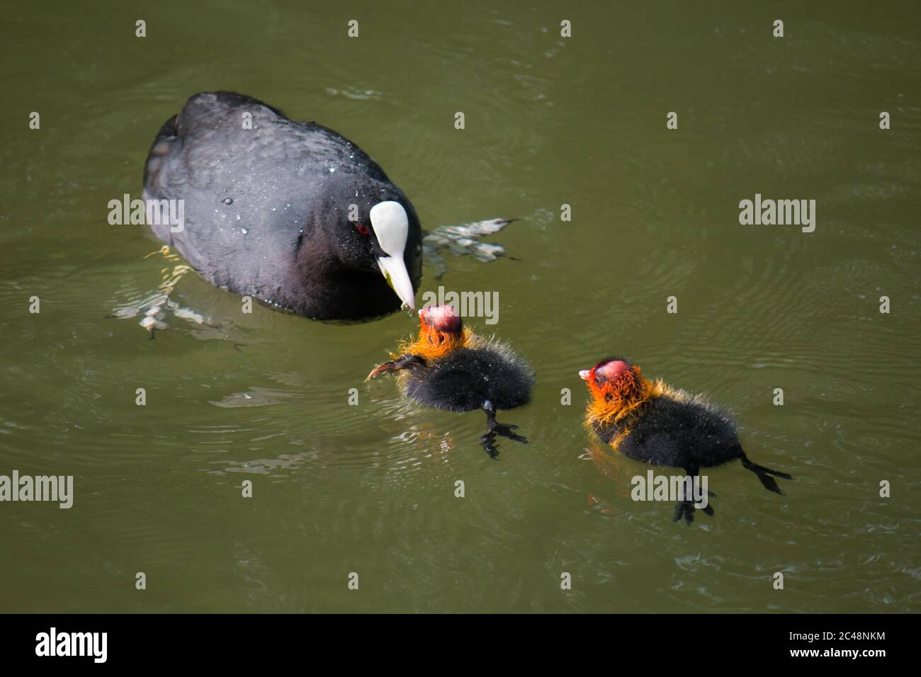 Adulte de cuisine eurasienne (Fulica atra) nourrissant des jeunes dans l'eau Banque D'Images