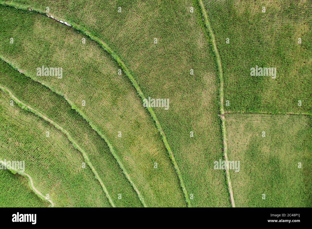 vue aérienne de la scène de champs de riz vert dans un village agricole Banque D'Images