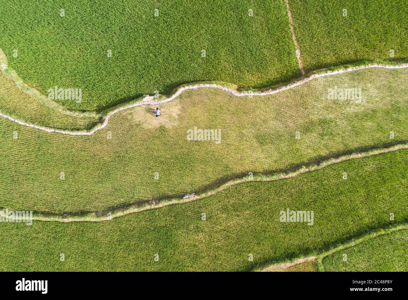 vue aérienne de la scène de champs de riz vert dans un village agricole Banque D'Images