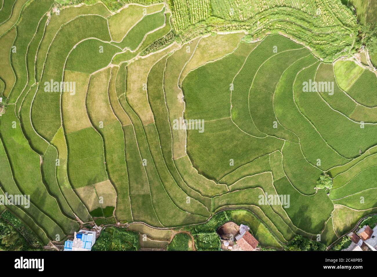 vue aérienne de la scène de champs de riz vert dans un village agricole Banque D'Images