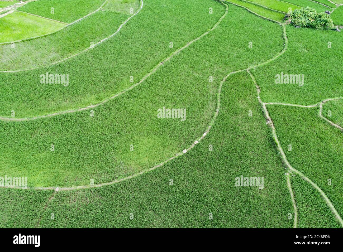 vue aérienne de la scène de champs de riz vert dans un village agricole Banque D'Images