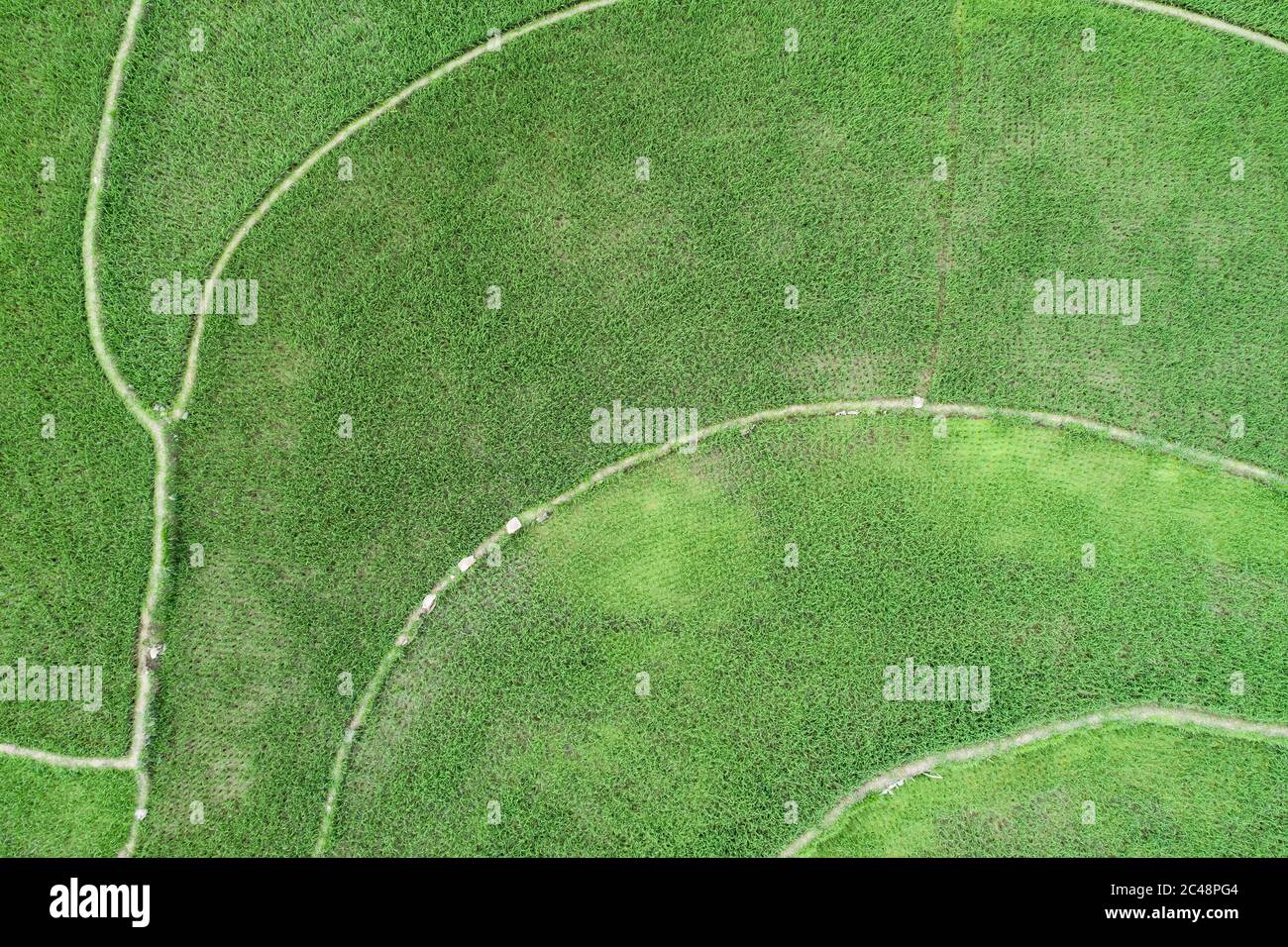 vue aérienne de la scène de champs de riz vert dans un village agricole Banque D'Images