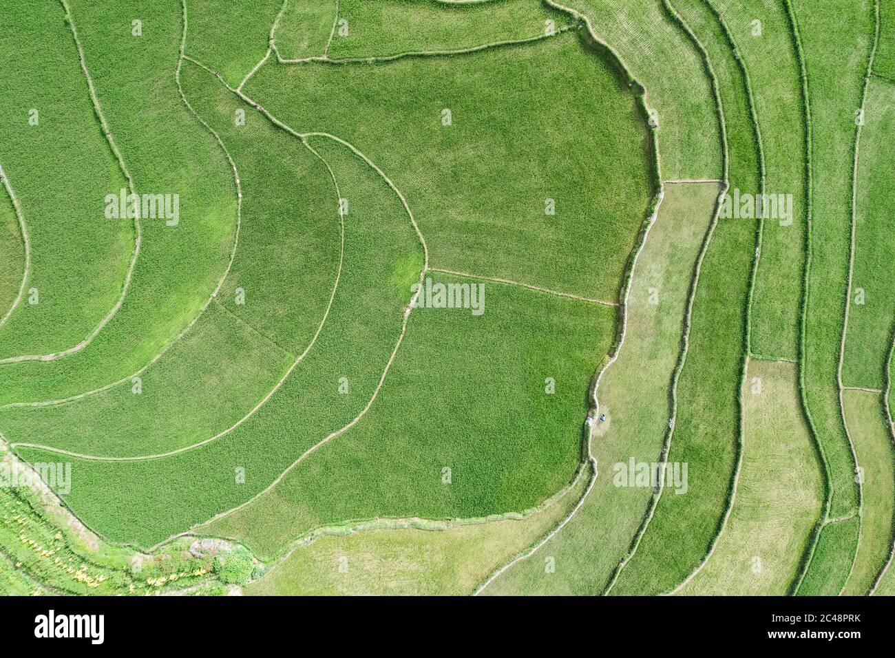 vue aérienne de la scène de champs de riz vert dans un village agricole Banque D'Images