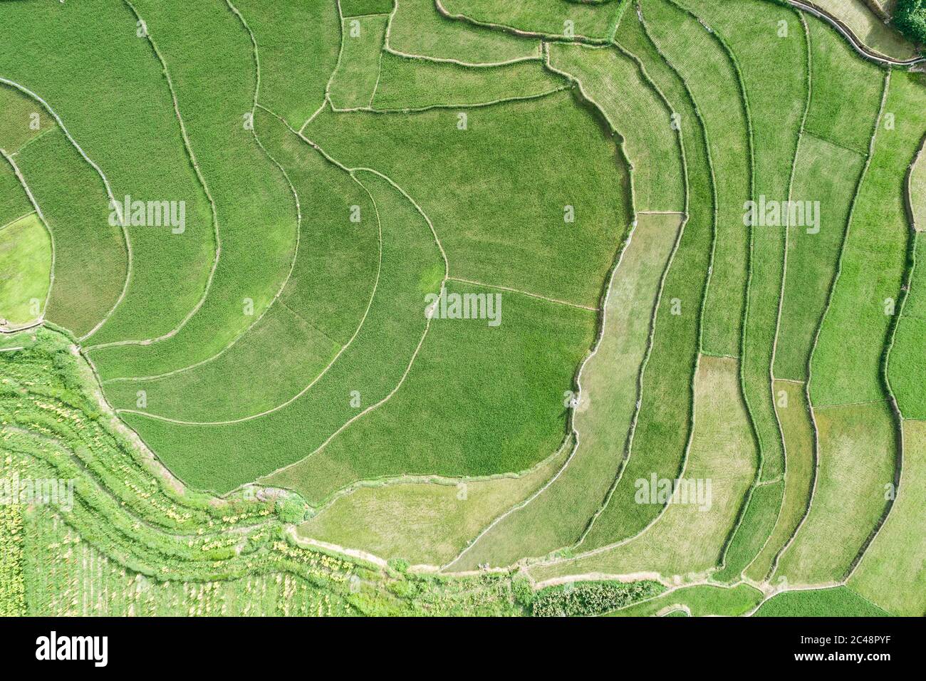 vue aérienne de la scène de champs de riz vert dans un village agricole Banque D'Images
