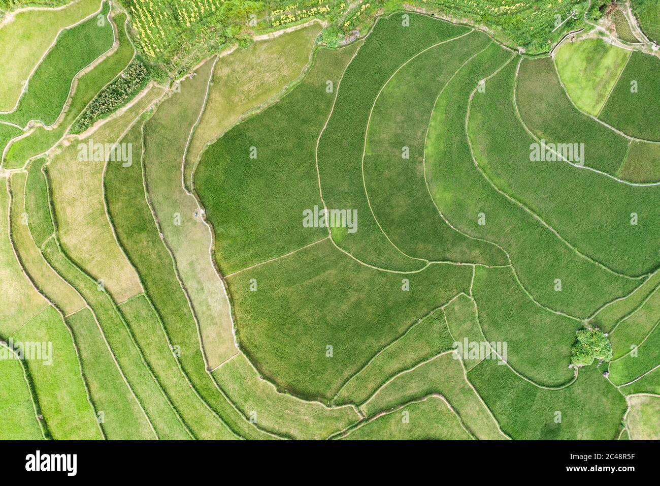 vue aérienne de la scène de champs de riz vert dans un village agricole Banque D'Images