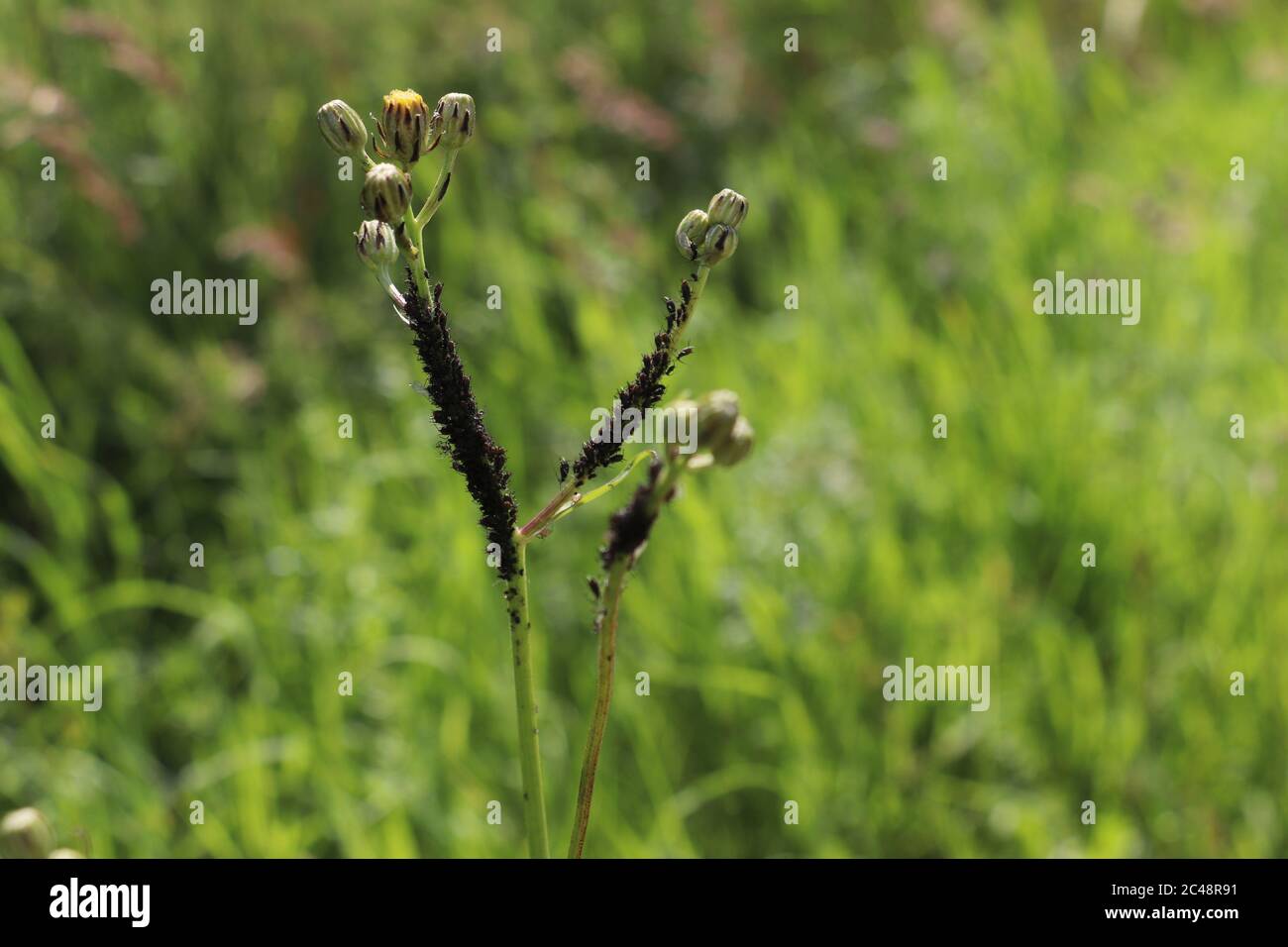 Belle fleur sauvage non cultivée sur un champ de fleurs sauvage autrichien Banque D'Images
