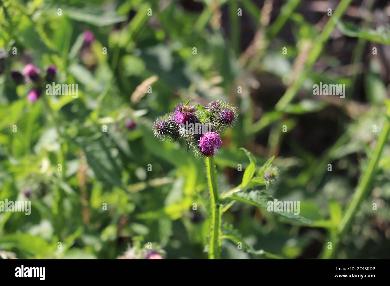 Belle fleur sauvage non cultivée sur un champ de fleurs sauvage autrichien Banque D'Images