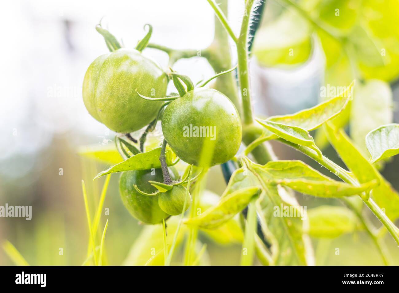 fruits - tomates vertes non mûres dans le jardin, vue rapprochée Banque D'Images