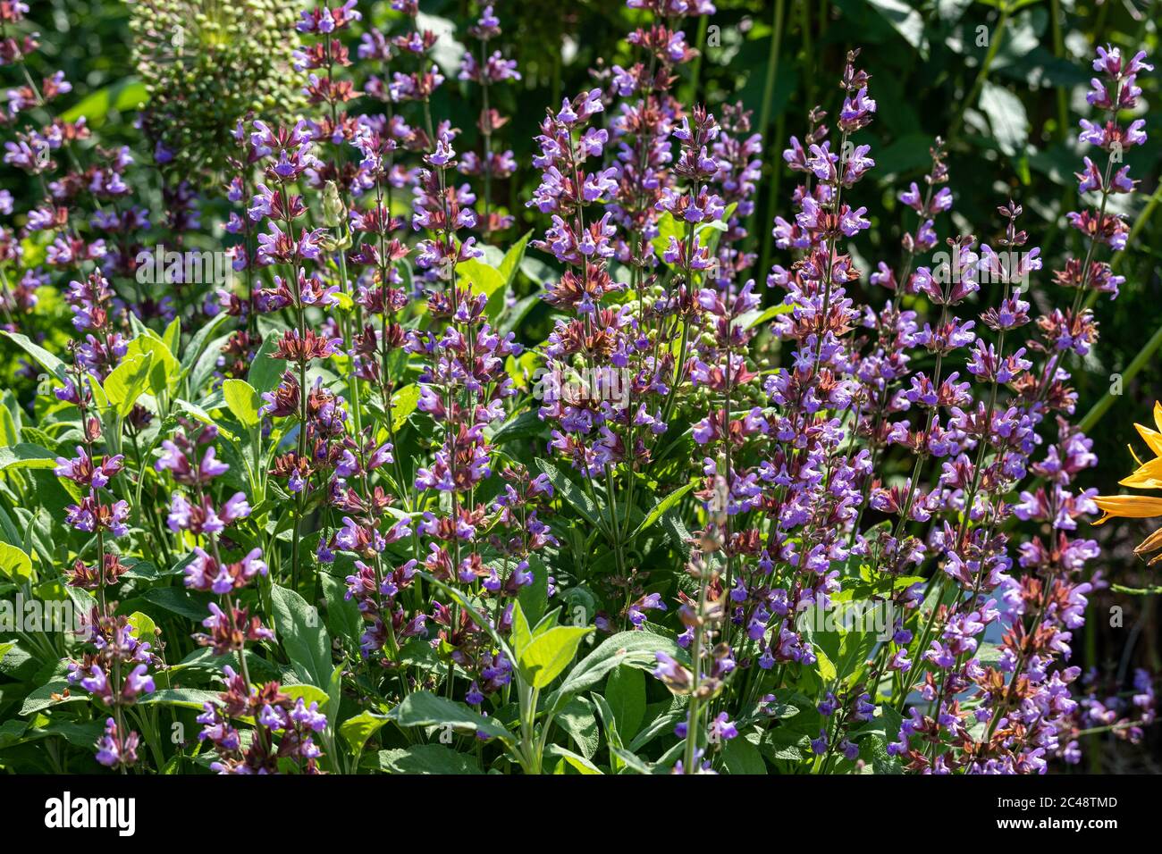 Fleurs pumplistes de Salvia officinalis également connues sous le nom de sauge, sauge commune, sauge de jardin, sauge dorée, sauge de cuisine, véritable sauge ou sauge culinaire Banque D'Images