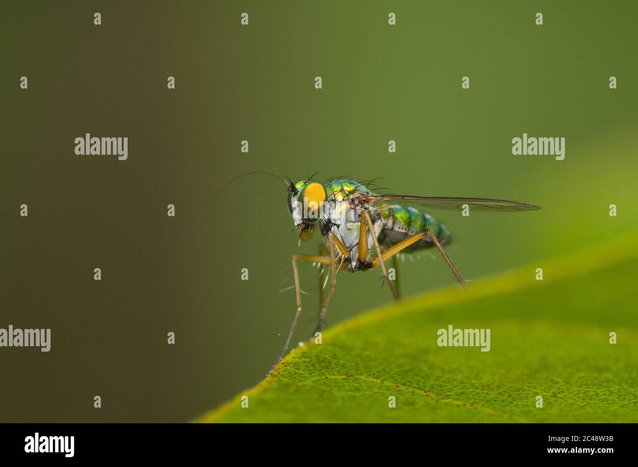 Long-legged Fly Banque D'Images