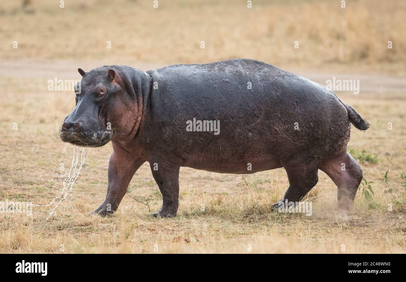 Hippopotame adulte hors de l'eau avec l'eau qui coule de sa bouche dans une vue de corps entier à Masai Mara Kenya Banque D'Images