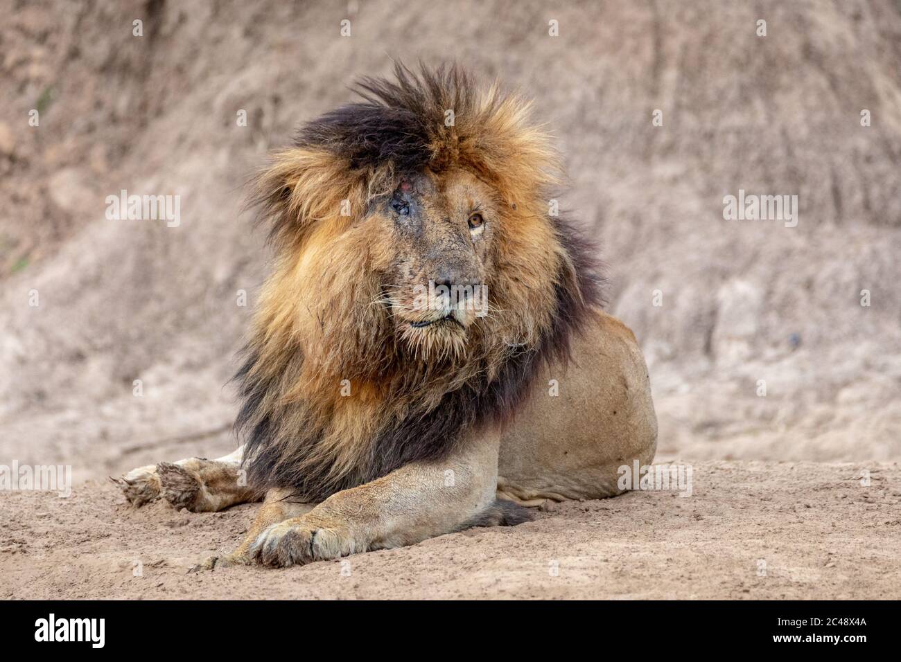 Le lion mâle a appelé cicatrice en raison de ses yeux endommagés, allongé sur le sable par la rivière Mara à Masai Mara Kenya Banque D'Images