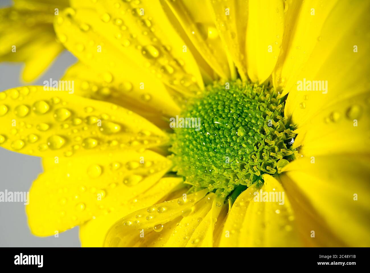chrysanthème jaune avec gouttes d'eau, photo macro. Banque D'Images