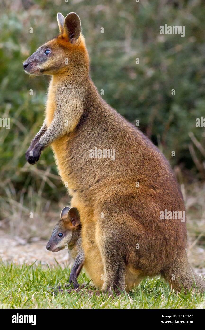 Marais wallaby (Wallabia bicolor) avec un joey dans sa poche. Pottsville, Nouvelle-Galles du Sud, Australie. Banque D'Images