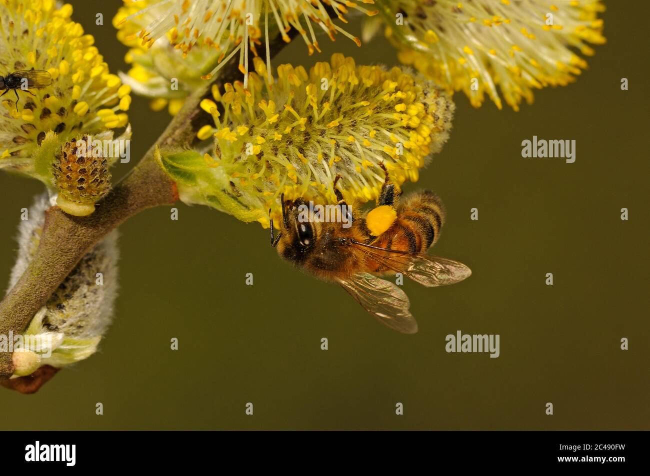 Abeille, Apis mellifera, récolte du pollen des fleurs de saule, panier de pollen, printemps, mars Banque D'Images