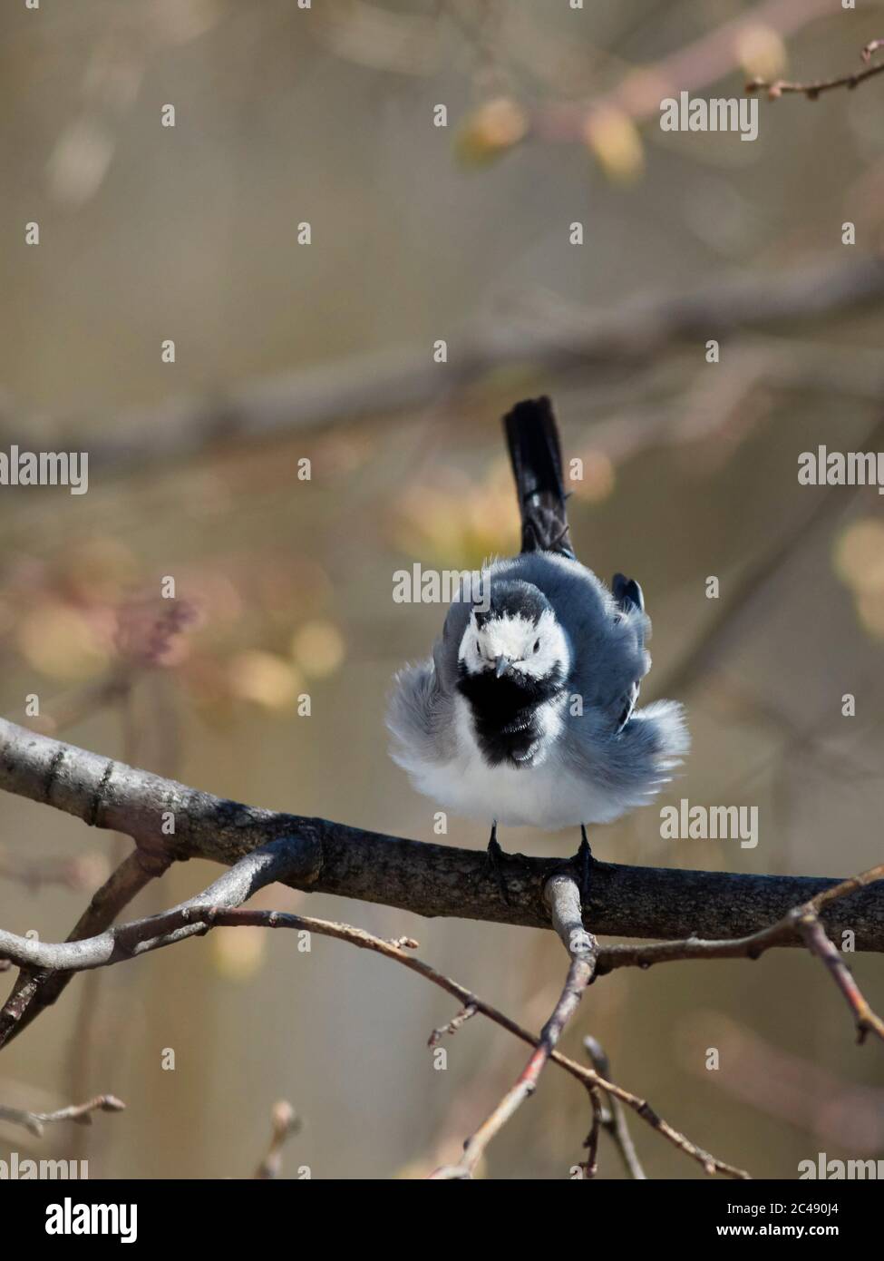 La queue de cheval blanche (Motacilla alba) rouille ses plumes tout en perçant sur une branche d'arbre. Moscou, Russie. Banque D'Images