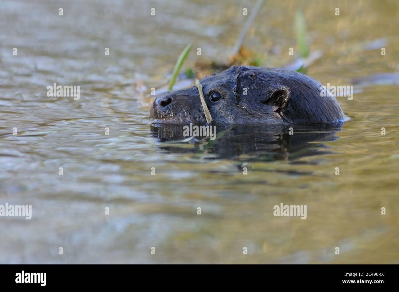 Otter, Lutra lutra, rivière Little Ouse, Suffolk, Norfolk Banque D'Images
