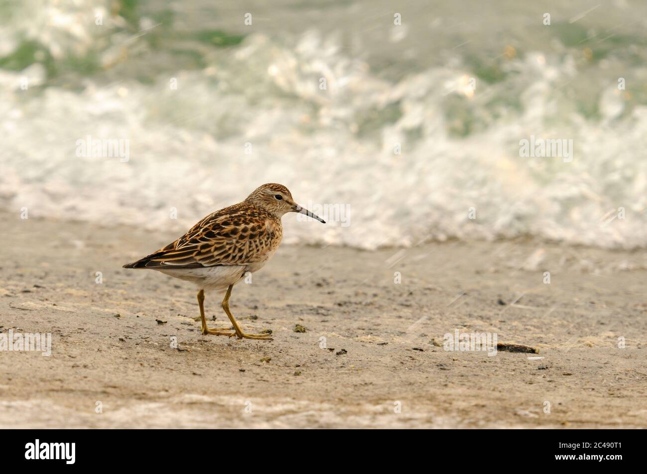 Sandpiper pectoral, Calidris melanotos, Covenham Reservoir, Lincolnshire Banque D'Images