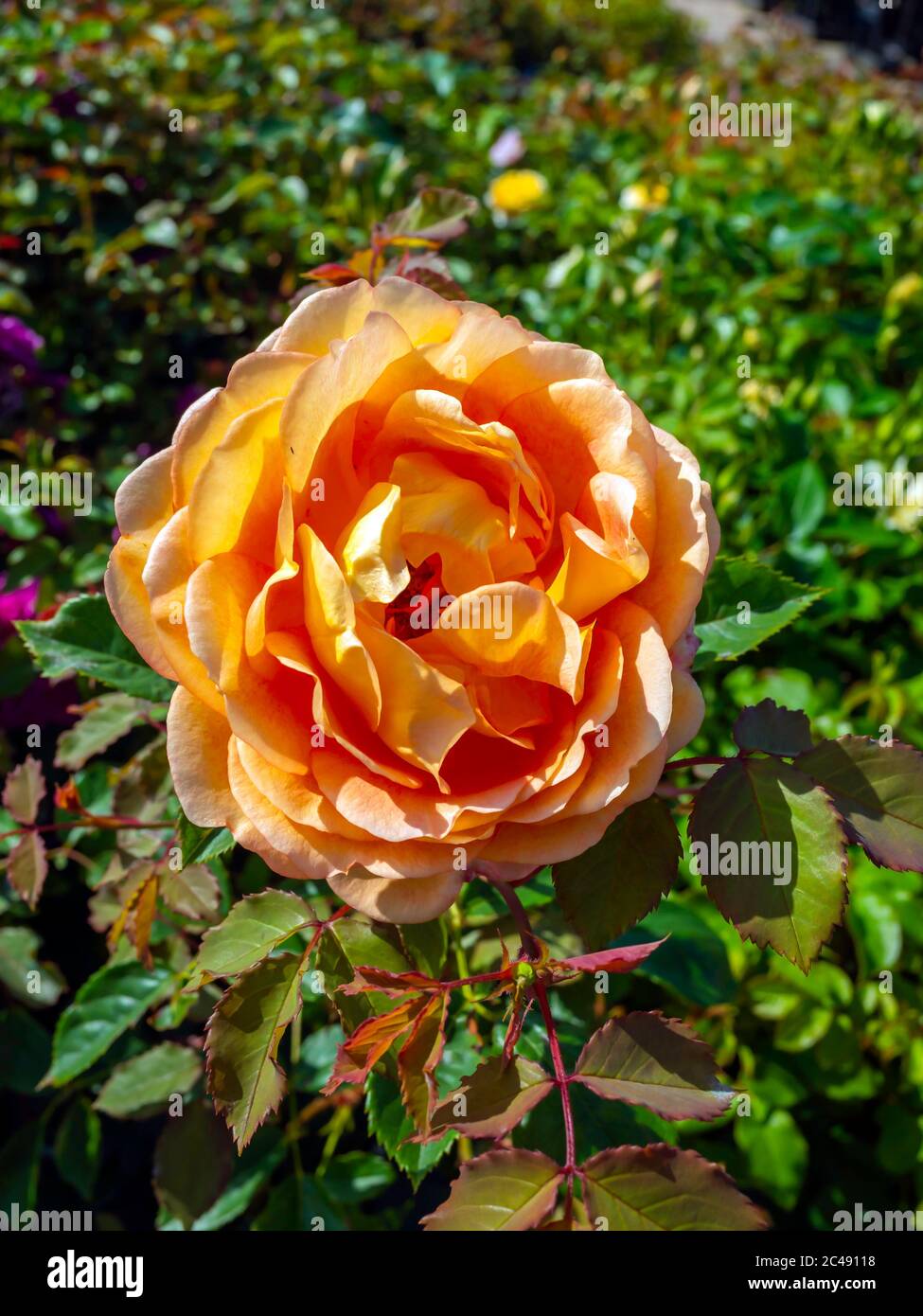 Thé orange rose variété Lady of Shallot à vendre dans un jardin dans le nord du Yorkshire Angleterre Banque D'Images