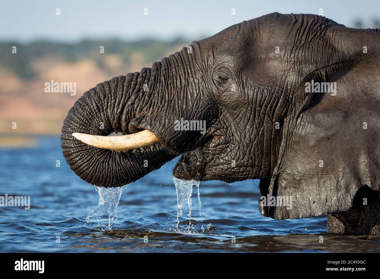 Gros plan sur les éléphants tête de l'eau potable dans lumière dorée de l'après-midi dans la rivière Chobe Botswana Banque D'Images