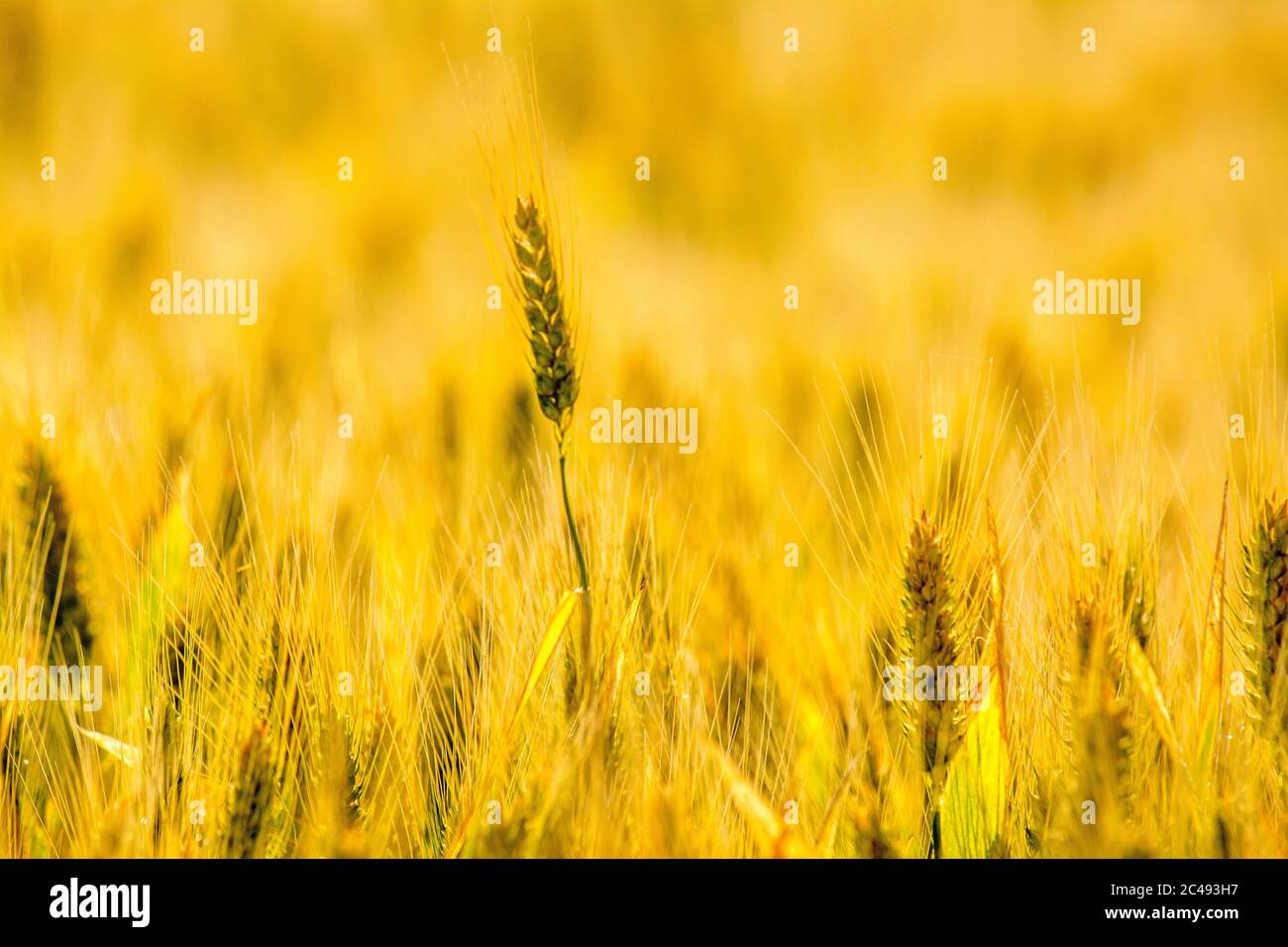 Gros plan d'oreille de blé, plaine de la Limagne, Puy de Dome, Auvergne-Rhône-Alpes, France, Banque D'Images