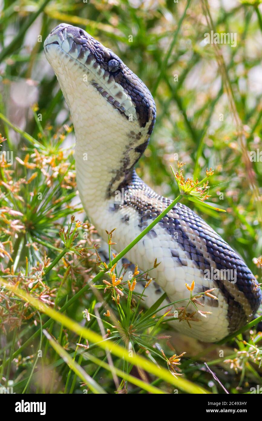 Python de tapis côtier (Morelia spilota mcdoweli) sur le bord du lac Cudgen, Nouvelle-Galles du Sud, Australie Banque D'Images