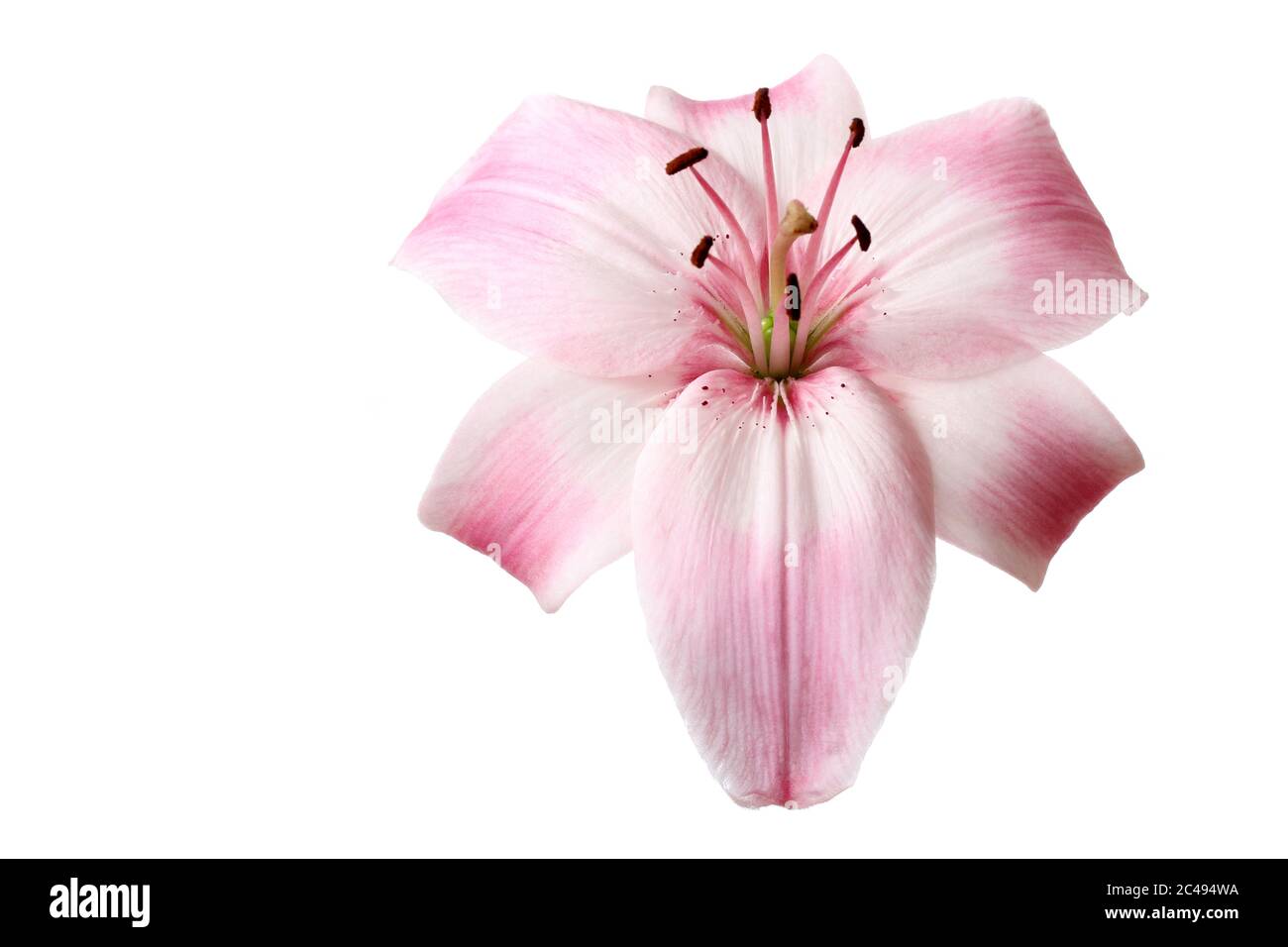 Une belle fleur de lys (genre lilium) de rose clair isolée sur fond blanc  Photo Stock - Alamy