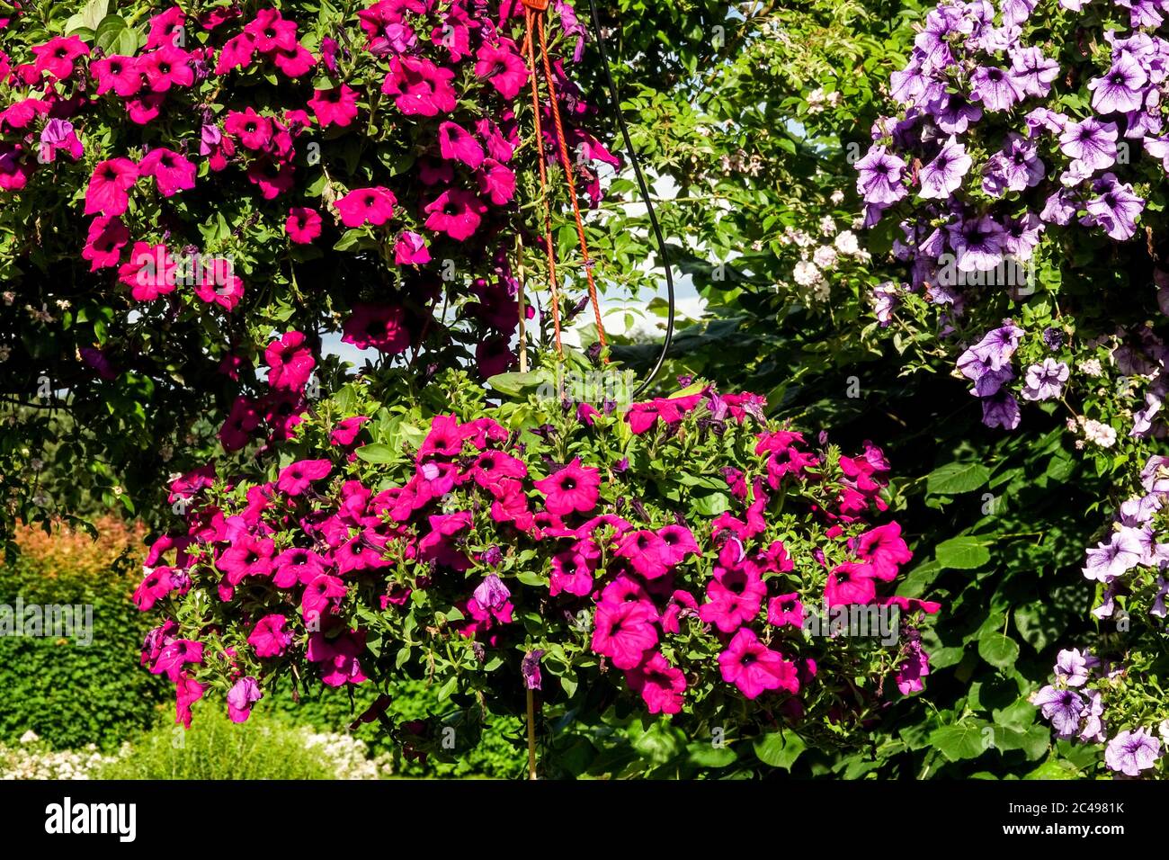 Pétunias colorés fleurs suspendues pétunia Surfinia floraison Banque D'Images