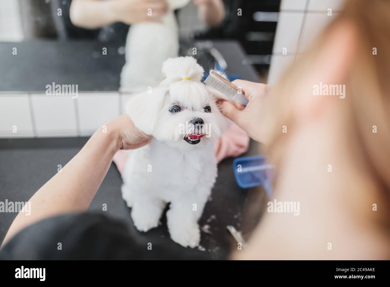 Chien Toilette Banque D Image Et Photos Alamy Chien Toilette Banque D Image Et Photos Alamy