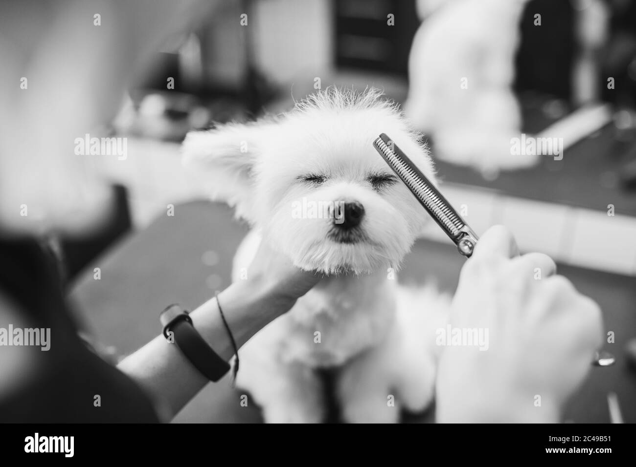 Toilettage maltais pour chiens. Chien coupe. Aider les animaux. Banque D'Images