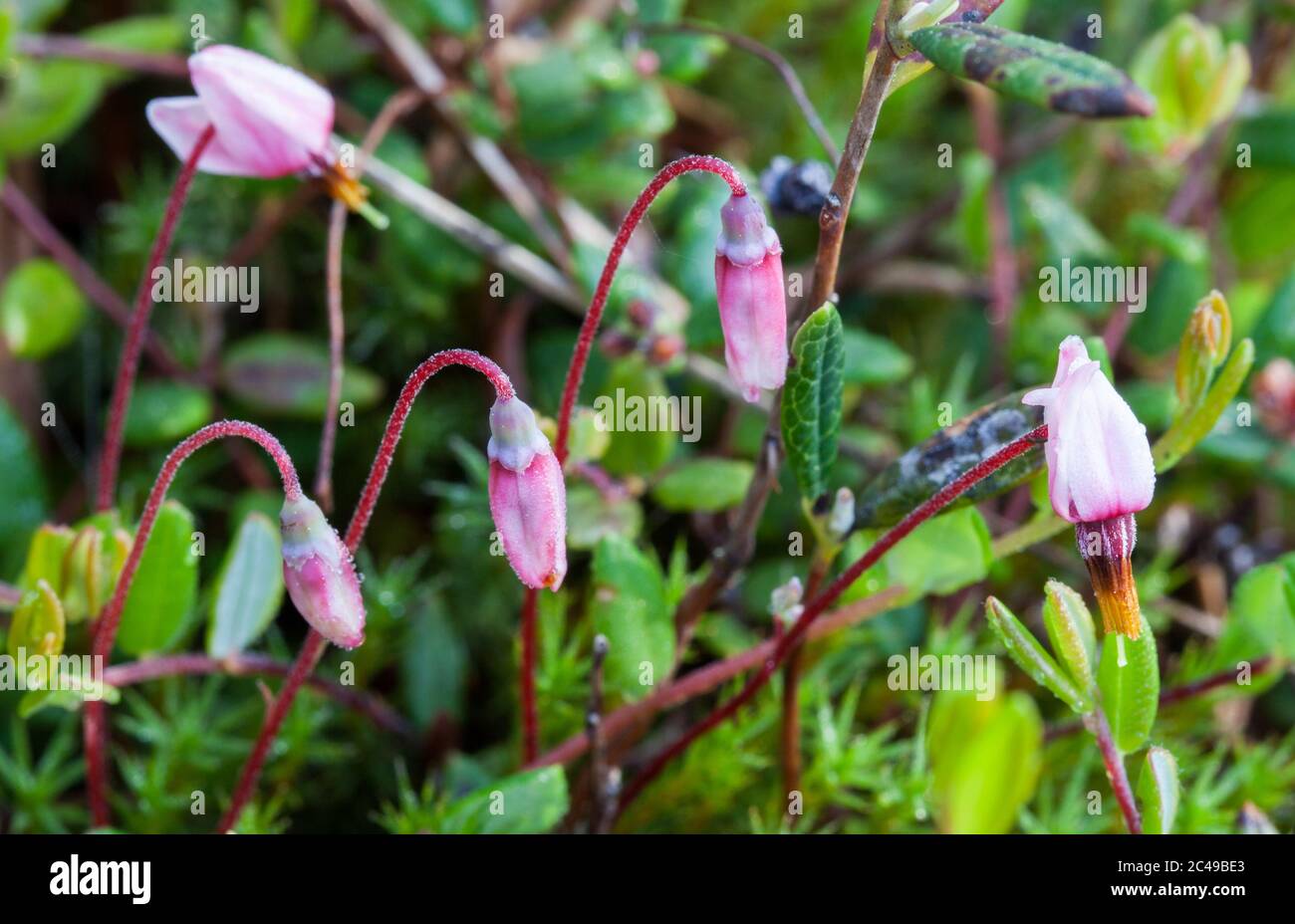 Canneberge (Vaccinium oxycoccos) Banque D'Images