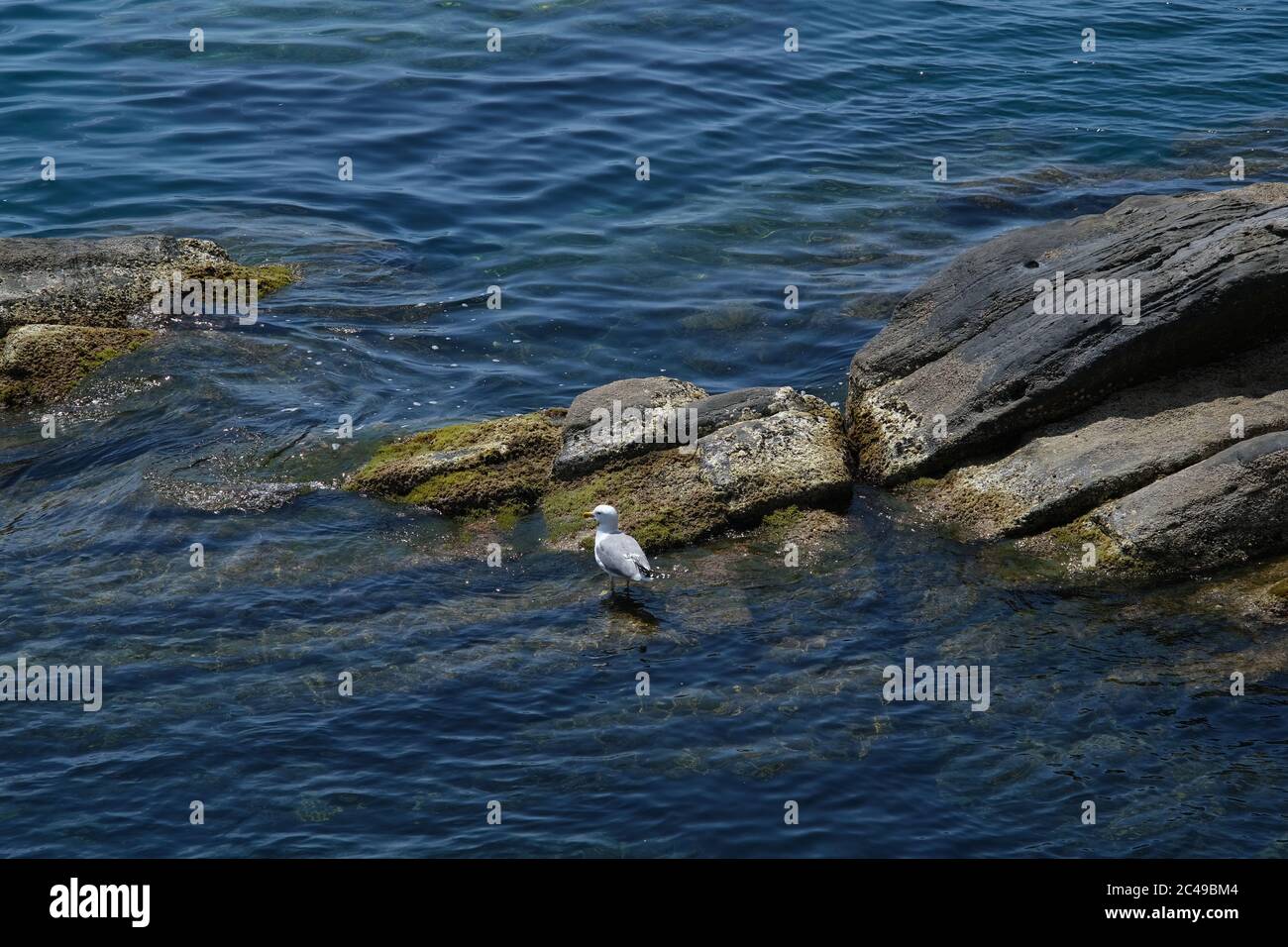 Mouette sur la rive de la mer avec des rochers dans les Cinque Terre. Photo libre de droits. Banque D'Images