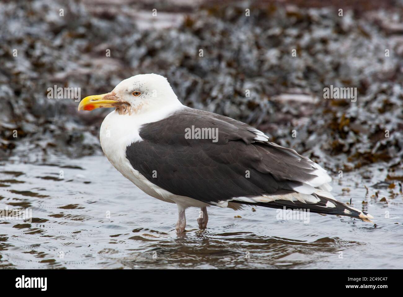 Grand guette à dos noir (Larus marinus) debout dans une piscine de roche Banque D'Images