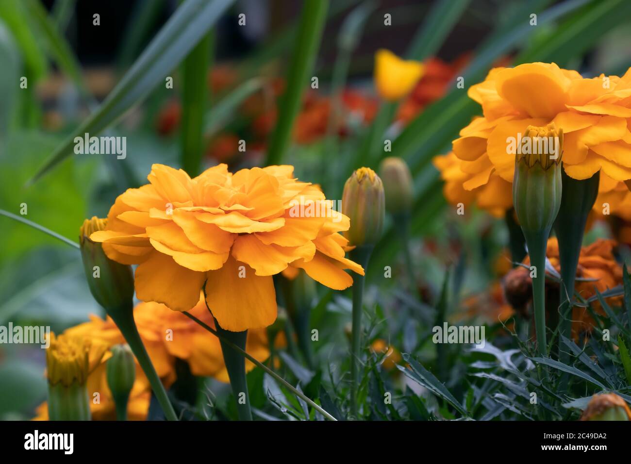 Marigolds orange sur un lit de fleurs dans un jardin d'été Banque D'Images